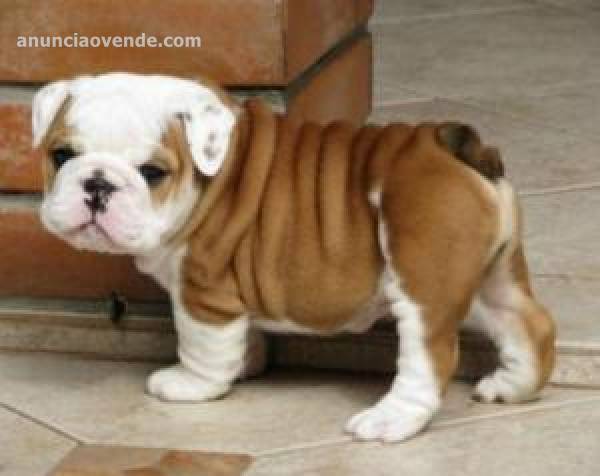 Bulldogs ingleses en adopcion