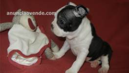 CACHORROS DE BOSTON TERRIER 