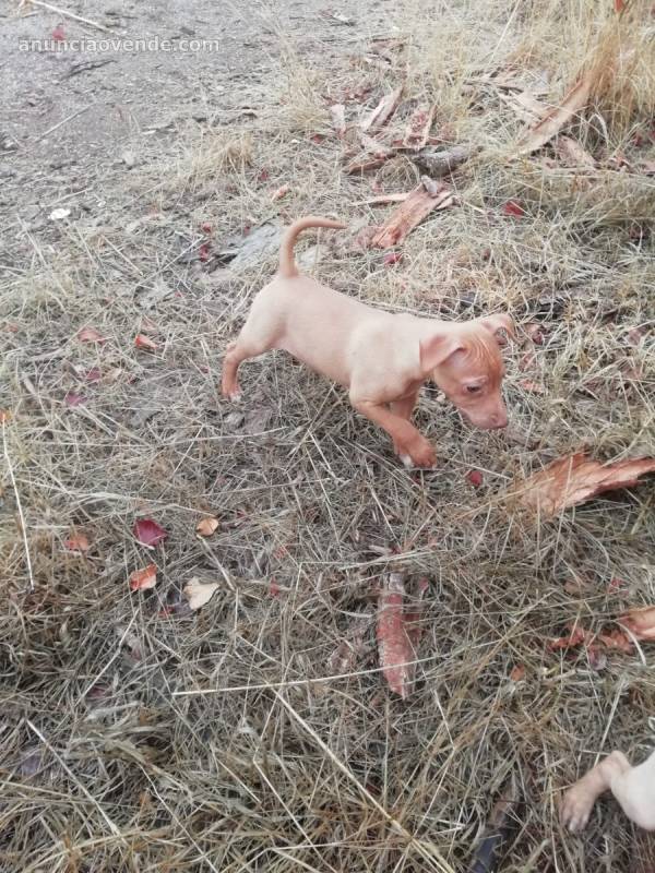 Cachorro de podenco andaluz 