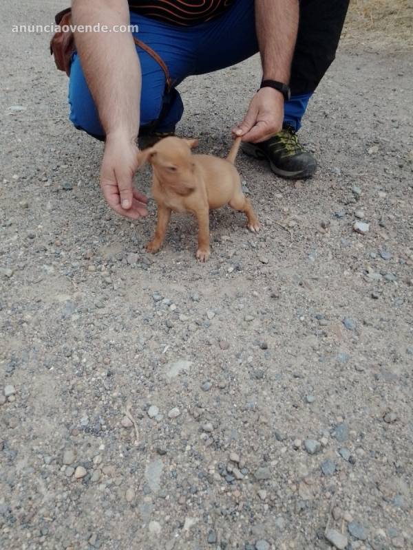 Cachorro de podenco andaluz  1