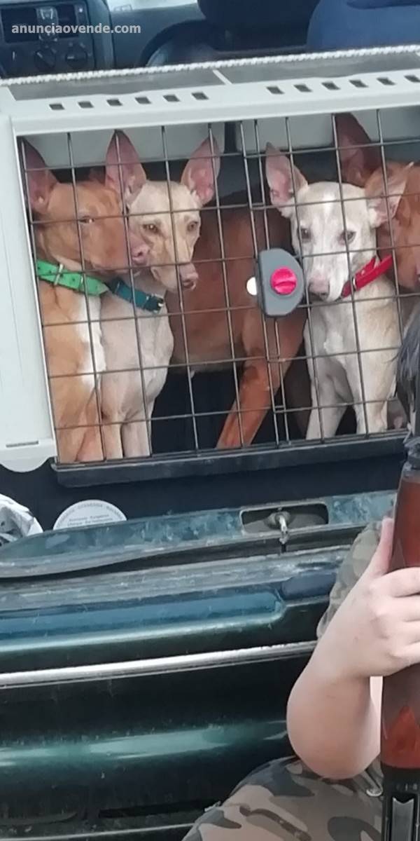 Cachorro de podenco andaluz 