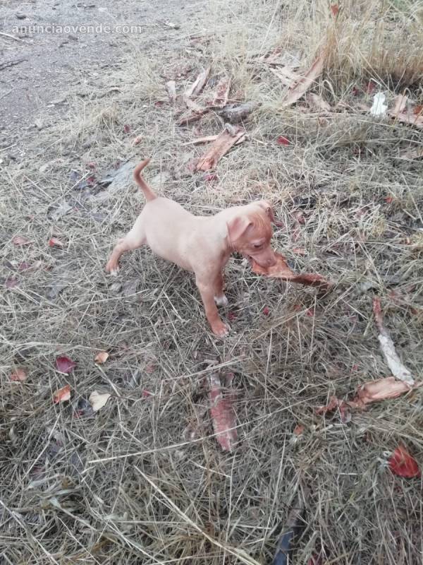 Cachorro de podenco andaluz  4