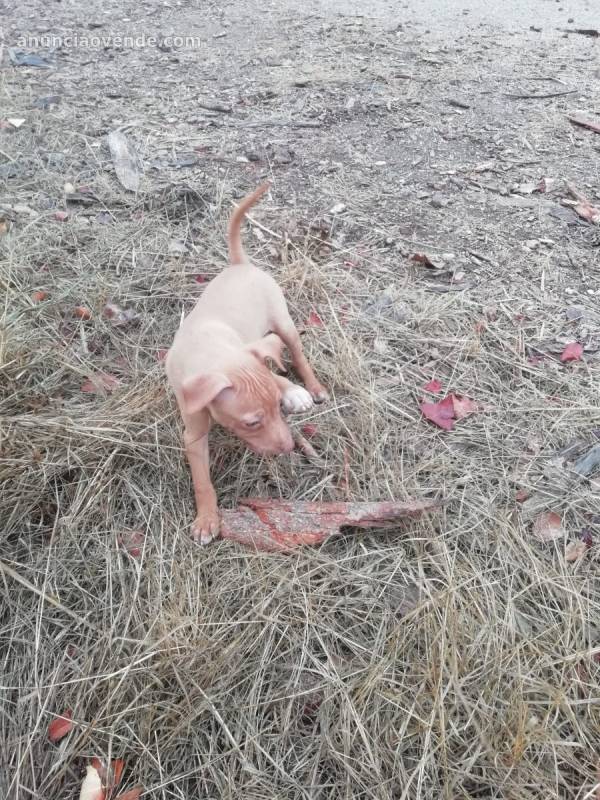 Cachorro de podenco andaluz  2