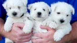 Cachorros  WESTY  para venta