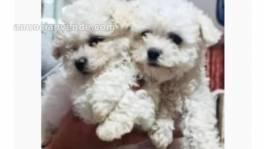 Cachorros Bichón Frise