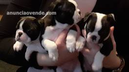 Cachorros Boston Terrier disponibles par