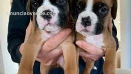 Cachorros Boxer  para adopción