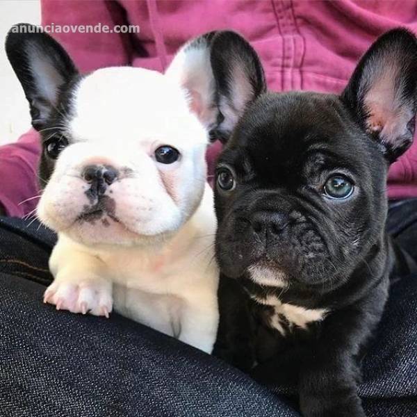 Cachorros Bulldog Francés Inteligentes 1