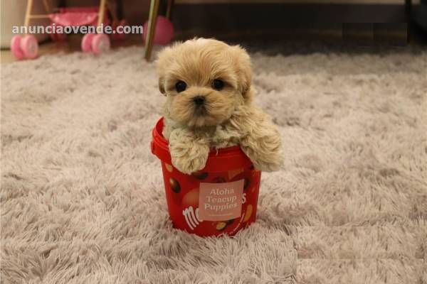 Cachorros Maltipoo extremadamente pequeñ 1