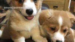 Cachorros Pembroke Welsh Corgi disponibl