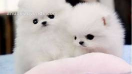 Cachorros Pomerania Reg a la venta