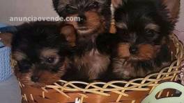 Cachorros Yorkie de pura raza