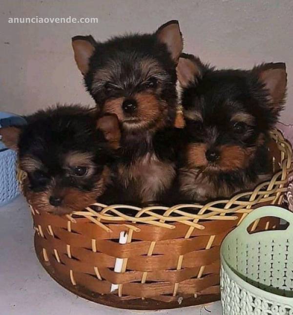 Cachorros Yorkie de pura raza 1