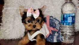 Cachorros Yorkie disponibles