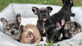 Cachorros de Bulldog Francés de Calidad.