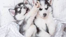 Cachorros de Husky hembra y macho 