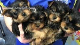 Cachorros de Yorkshire Terrier Mini Toy.