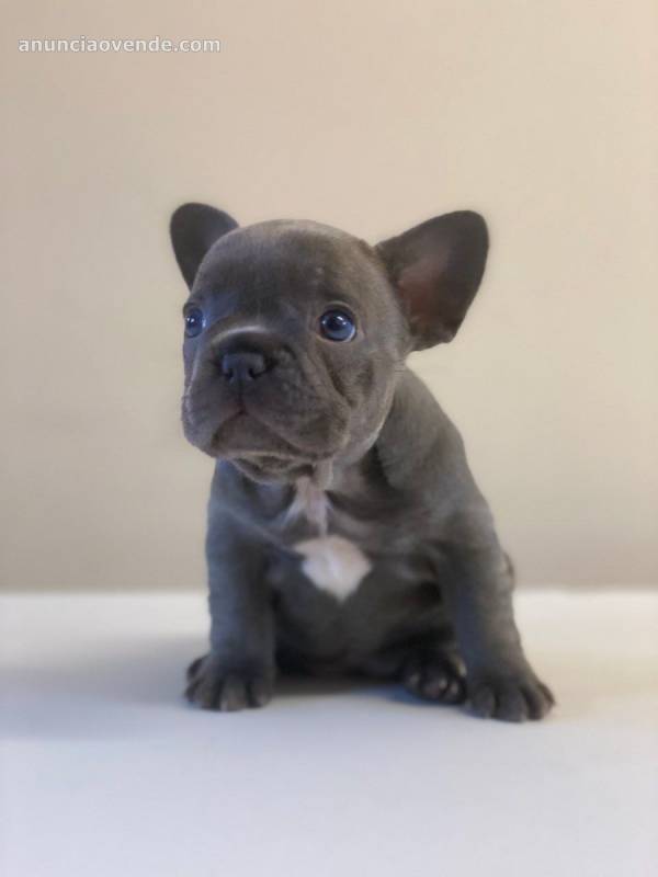 Cachorros de bulldog francés bien entren 3