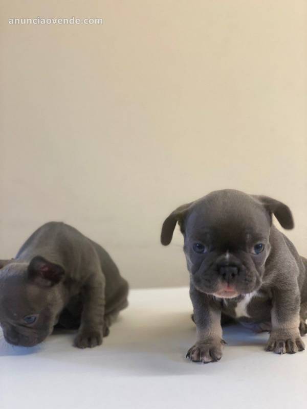 Cachorros de bulldog francés bien entren 2