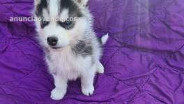 Cachorros de husky siberiano