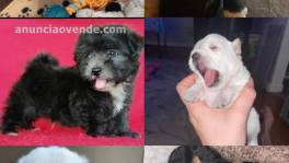 Cachorros de raza pura en venta 