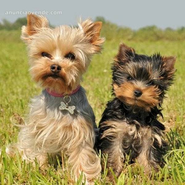 Cachorros de yorkshire toy terrier a la  1