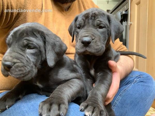 Cachorros gran danes listos 2