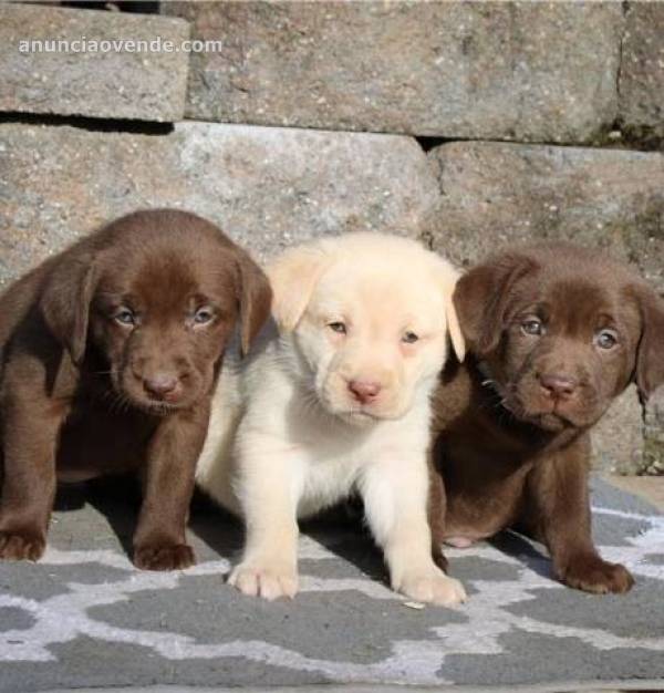 Cachorros labrador retriever disponibles. 1