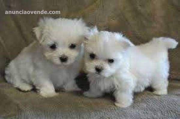 Cachorros malteses blanco hielo 2