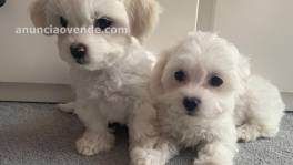 Cachorros malteses blanco hielo