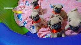 Cachorros pug en venta 