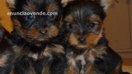 Cachorros yorkie cariñosos y asequibles