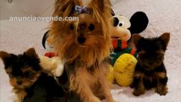 Cachorros yorkie macho y hembra recien n