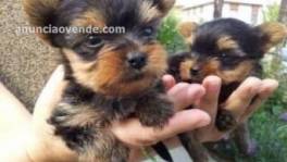 Cachorros yorkie machos y hembras