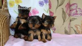 Cachorros yorkie poo de raza en venta pa