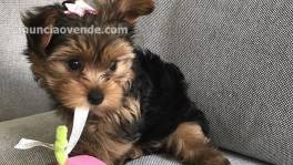 Cachorros yorkshire terrier