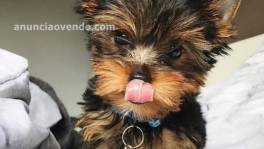 Camada Yorkshire Terrier