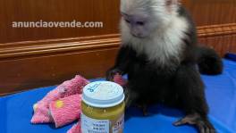 Capuchin Baby Available