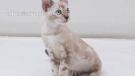 Bengal kittens for new homes 