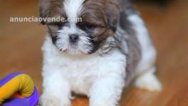 Cute adorable male and female shih tzu p