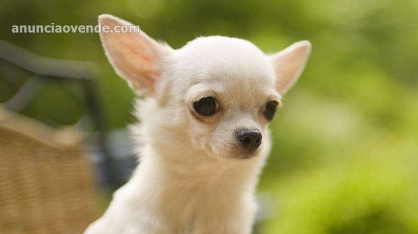 Dos cachorros de chihuahua disponibles ahora. 