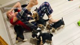 Encantadores cachorros de beagle.