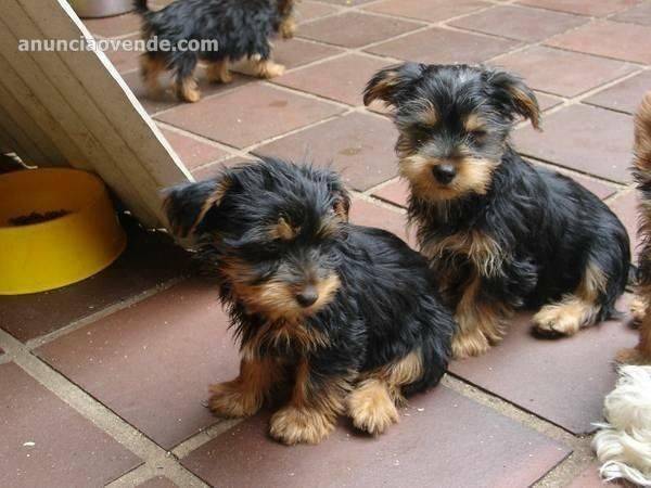 Excelentes Cachorros Yorkie 4