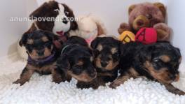 Excelentes Cachorros Yorkie