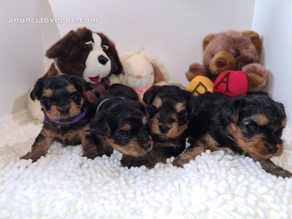 Excelentes Cachorros Yorkie 1