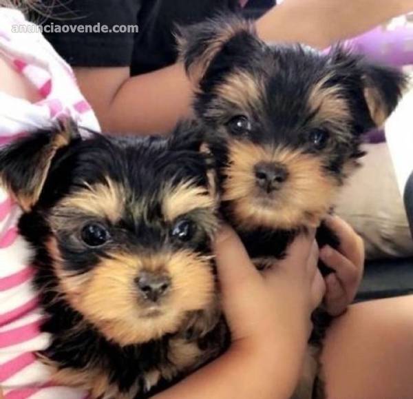 Excelentes Cachorros Yorkie 2