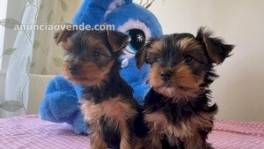 Excelentes cachorros yorkie disponibles 