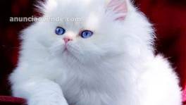 Gatitos persas disponibles para adopción