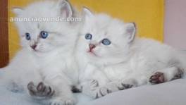 Gatitos siberianos lindos para regalo