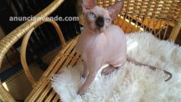 Gatitos sphynx de pura raza disponibles